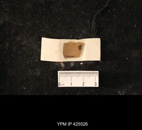 Dokumentasi YPM IP 425526 dengan identifikasi pada sumber Corizus guttatus. Isi dan label gambar dipertahankan.