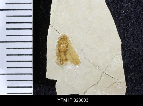 Dokumentasi YPM IP 323003 dengan identifikasi pada sumber Fulgora granulosa. Isi dan label gambar dipertahankan.