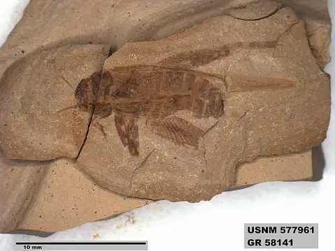 Dokumentasi USNM PAL577961 dengan identifikasi pada sumber Pronemobius tertiarius. Isi dan label gambar dipertahankan.