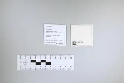 Dokumentasi PV M 46744 dengan identifikasi pada sumber Amphilestes broderipii. Isi dan label gambar dipertahankan.