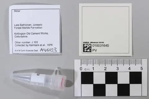 Dokumentasi PV M 46103 dengan identifikasi pada sumber Stereognathus ooliticus. Isi dan label gambar dipertahankan.