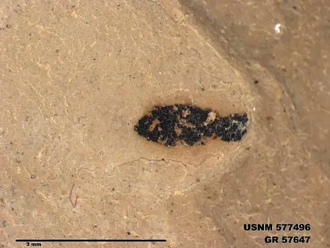 Dokumentasi USNM PAL577496 dengan identifikasi pada sumber Pteromogoplistes smithii. Isi dan label gambar dipertahankan.