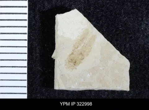 Dokumentasi YPM IP 322998 dengan identifikasi pada sumber Fulgora populata. Isi dan label gambar dipertahankan.