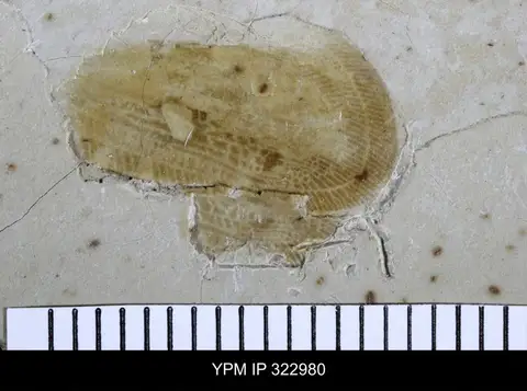 Dokumentasi YPM IP 322980 dengan identifikasi pada sumber Hammapteryx reticulata. Isi dan label gambar dipertahankan.