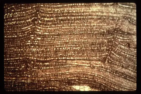 Dokumentasi YPM IP 022174 dengan identifikasi pada sumber Parallelostroma foveolatum. Isi dan label gambar dipertahankan.