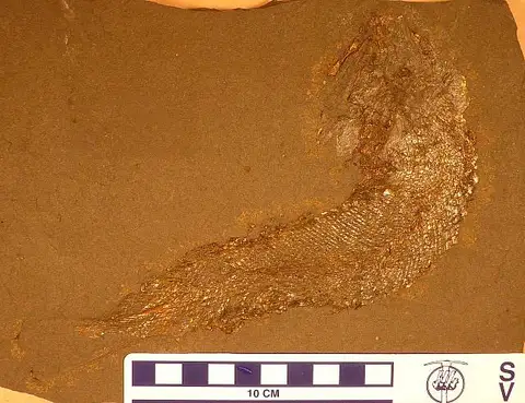 Dokumentasi USNM V16434 dengan identifikasi pada sumber Palaeoniscus freieslebeni. Isi dan label gambar dipertahankan.