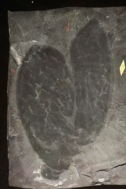 Dokumentasi USNM PAL66461 dengan identifikasi pada sumber Wapkia grandis. Isi dan label gambar dipertahankan.
