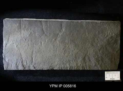 Dokumentasi YPM IP 005816 dengan identifikasi pada sumber Halichondrites elissa. Isi dan label gambar dipertahankan.