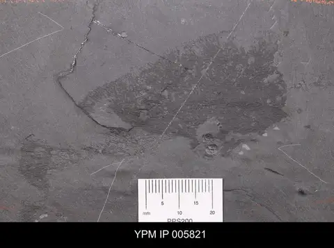 Dokumentasi YPM IP 005821 dengan identifikasi pada sumber Hazelia palmata. Isi dan label gambar dipertahankan.
