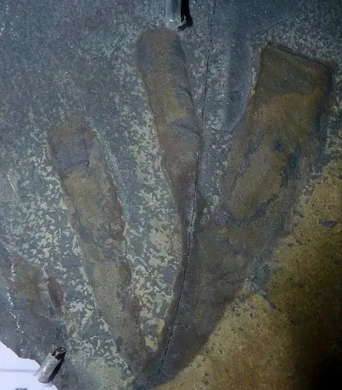 Dokumentasi USNM PAL66465 dengan identifikasi pada sumber Hazelia delicatula. Isi dan label gambar dipertahankan.