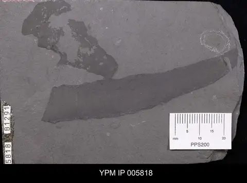 Dokumentasi YPM IP 005818 dengan identifikasi pada sumber Hazelia obscura. Isi dan label gambar dipertahankan.