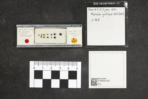 Dokumentasi PV P 51438 dengan identifikasi pada sumber Sargodon tomicus. Isi dan label gambar dipertahankan.