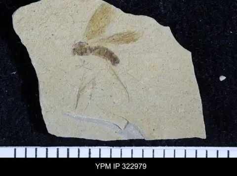 Dokumentasi YPM IP 322979 dengan identifikasi pada sumber Anatella tacita. Isi dan label gambar dipertahankan.