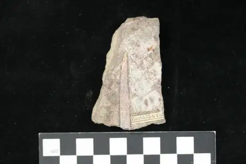 Dokumentasi PV P 2866 dengan identifikasi pada sumber Onchus tenuistriatus. Isi dan label gambar dipertahankan.