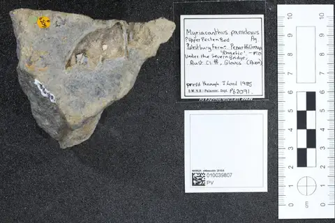 Dokumentasi PV P 62091 dengan identifikasi pada sumber Myriacanthus paradoxus. Isi dan label gambar dipertahankan.