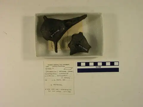 Dokumentasi YPM VP 004046 dengan identifikasi pada sumber Orodus ramosus. Isi dan label gambar dipertahankan.