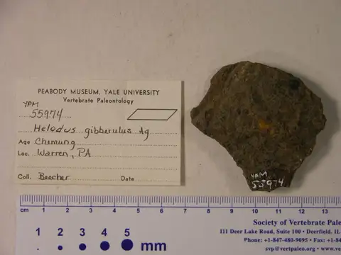 Dokumentasi YPM VP 055974 dengan identifikasi pada sumber Helodus gibberulus. Isi dan label gambar dipertahankan.