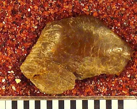 Dokumentasi USNM V13042 dengan identifikasi pada sumber Psammodus turgidus. Isi dan label gambar dipertahankan. Foto bersama; identifikasi material mengikuti asosiasi katalog.