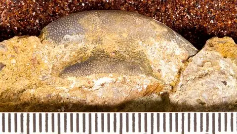 Dokumentasi USNM PAL412147 dengan identifikasi pada sumber Cochliodus contortus. Isi dan label gambar dipertahankan.