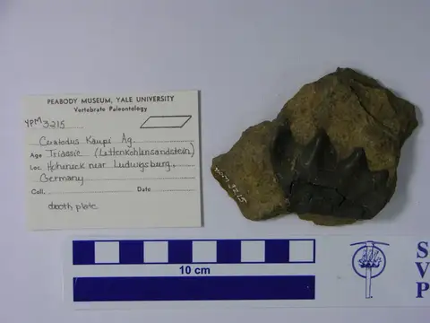 Dokumentasi YPM VP 003215 dengan identifikasi pada sumber Ceratodus kaupii. Isi dan label gambar dipertahankan.