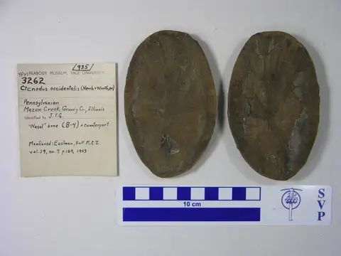 Dokumentasi YPM VP 003262 dengan identifikasi pada sumber Ctenodus cristatus. Isi dan label gambar dipertahankan.