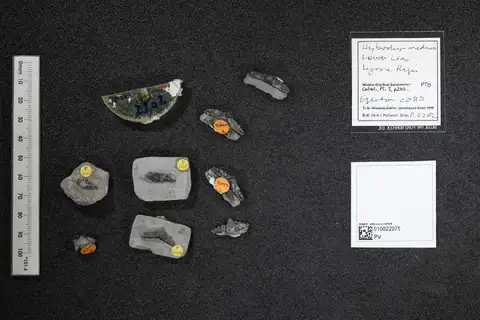 Dokumentasi PV P 2202 dengan identifikasi pada sumber Hybodus medius. Isi dan label gambar dipertahankan.