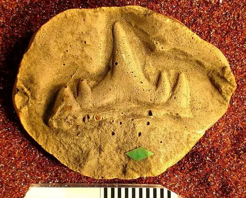 Dokumentasi USNM V15117 dengan identifikasi pada sumber Cladodus splendens. Isi dan label gambar dipertahankan.