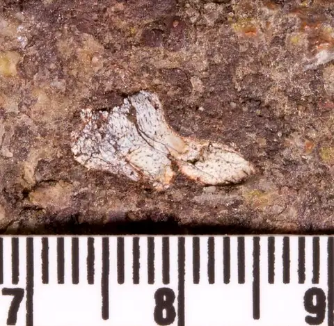 Dokumentasi USNM PAL412169 dengan identifikasi pada sumber Cladodus marginatus. Isi dan label gambar dipertahankan.
