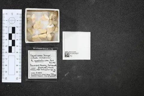 Dokumentasi PV P 62202 dengan identifikasi pada sumber Squalicorax kaupi. Isi dan label gambar dipertahankan.