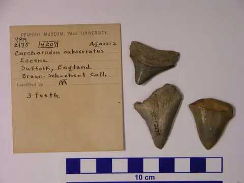Dokumentasi YPM VP 002175 dengan identifikasi pada sumber Carcharodon subserratus. Isi dan label gambar dipertahankan.