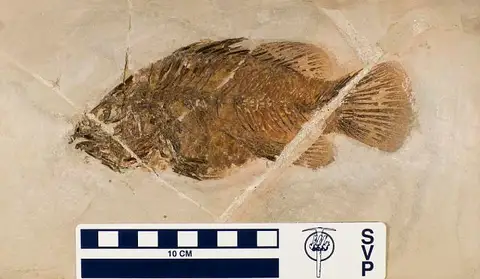 Dokumentasi USNM V21073B dengan identifikasi pada sumber Lates gracilis. Isi dan label gambar dipertahankan.