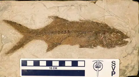 Dokumentasi USNM V21075 dengan identifikasi pada sumber Carangopsis dorsalis. Isi dan label gambar dipertahankan.