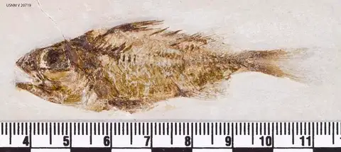 Dokumentasi USNM V20719 dengan identifikasi pada sumber Myripristis leptacanthus. Isi dan label gambar dipertahankan.