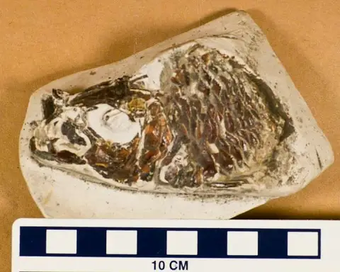 Dokumentasi USNM PAL271243 dengan identifikasi pada sumber Ctenothrissa radians. Isi dan label gambar dipertahankan.