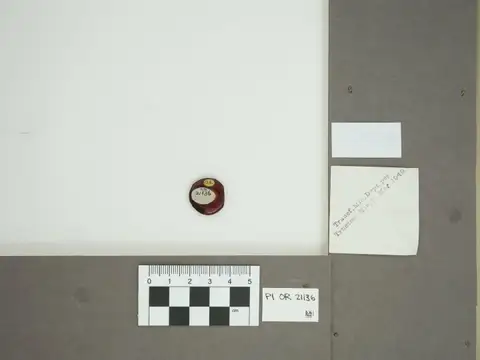 Dokumentasi PI OR 21136 dengan identifikasi pada sumber Ctenobethylus goepperti. Isi dan label gambar dipertahankan.