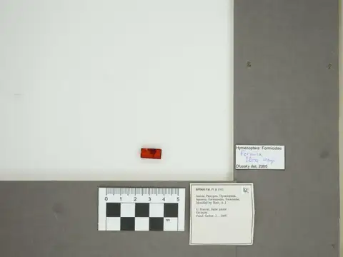 Dokumentasi PI II 1102 dengan identifikasi pada sumber Formica flori. Isi dan label gambar dipertahankan.