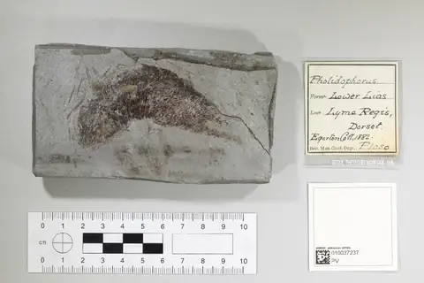 Dokumentasi PV P 1050 dengan identifikasi pada sumber Pholidophorus latiusculus. Isi dan label gambar dipertahankan.