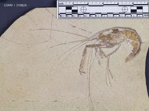 Dokumentasi USNM PAL31082A dengan identifikasi pada sumber Aeger armatus. Isi dan label gambar dipertahankan.