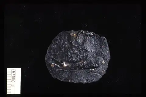 Dokumentasi YPM IP 000187 dengan identifikasi pada sumber Architarbus rotundatus. Isi dan label gambar dipertahankan.