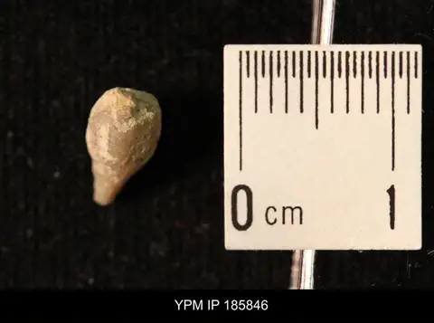 Dokumentasi YPM IP 185846 dengan identifikasi pada sumber Codaster pyramidatus. Isi dan label gambar dipertahankan.