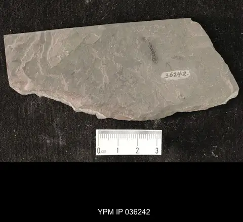 Dokumentasi YPM IP 036242 dengan identifikasi pada sumber Mormolucoides articulatus. Isi dan label gambar dipertahankan.