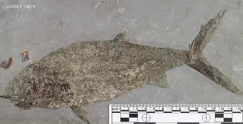 Dokumentasi USNM V14876 dengan identifikasi pada sumber Pachycormus curtus. Isi dan label gambar dipertahankan.