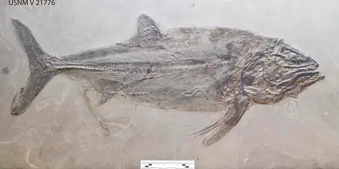 Dokumentasi USNM V21776 dengan identifikasi pada sumber Pachycormus bollensis. Isi dan label gambar dipertahankan.