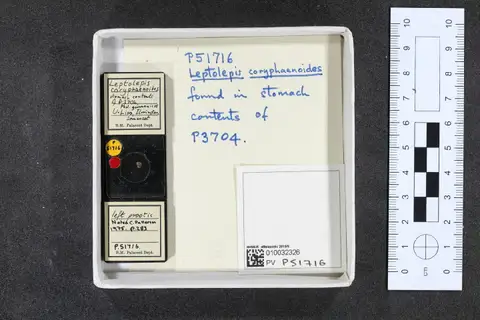 Dokumentasi PV P 51716 dengan identifikasi pada sumber Leptolepis coryphaenoides. Isi dan label gambar dipertahankan.