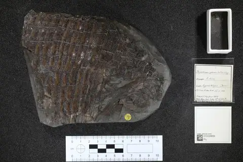 Dokumentasi PV P 6063 dengan identifikasi pada sumber Dapedium granulatum. Isi dan label gambar dipertahankan.