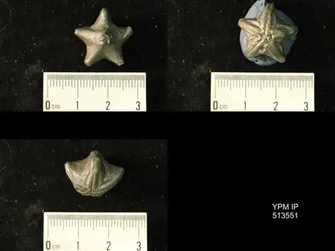 Dokumentasi YPM IP 513551 dengan identifikasi pada sumber Orophocrinus stelliformis. Isi dan label gambar dipertahankan.