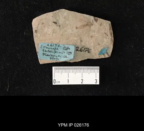 Dokumentasi YPM IP 026176 dengan identifikasi pada sumber Eomerope tortriciformis. Isi dan label gambar dipertahankan.