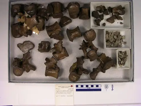 Dokumentasi YPM VP 000753 dengan identifikasi pada sumber Hyposaurus natator. Isi dan label gambar dipertahankan.