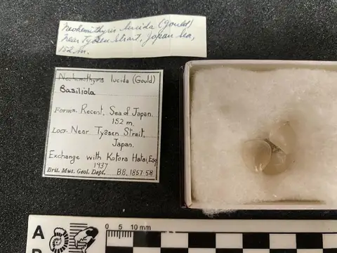 Dokumentasi PI BB 1858 dengan identifikasi pada sumber Basiliola lucida. Isi dan label gambar dipertahankan.