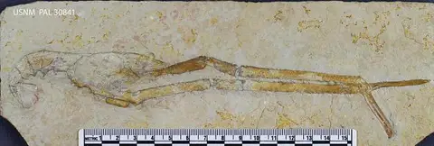 Dokumentasi USNM PAL30841 dengan identifikasi pada sumber Mecochirus longimanatus. Isi dan label gambar dipertahankan.